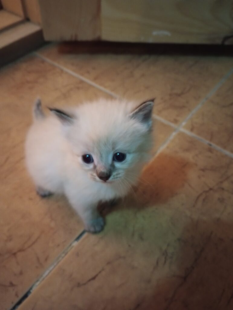 Tiny little kittens in the hostel