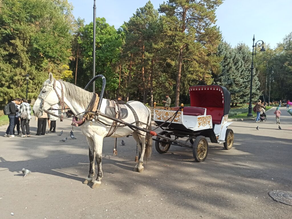 Pretty horses