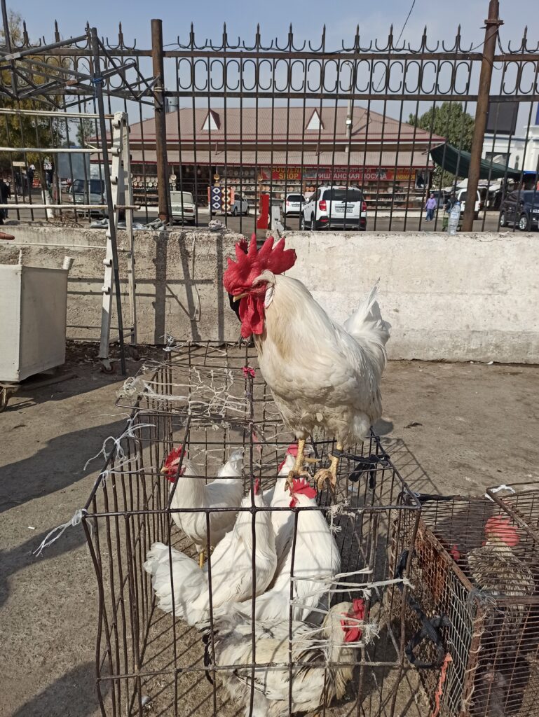 A cock guarding his hens