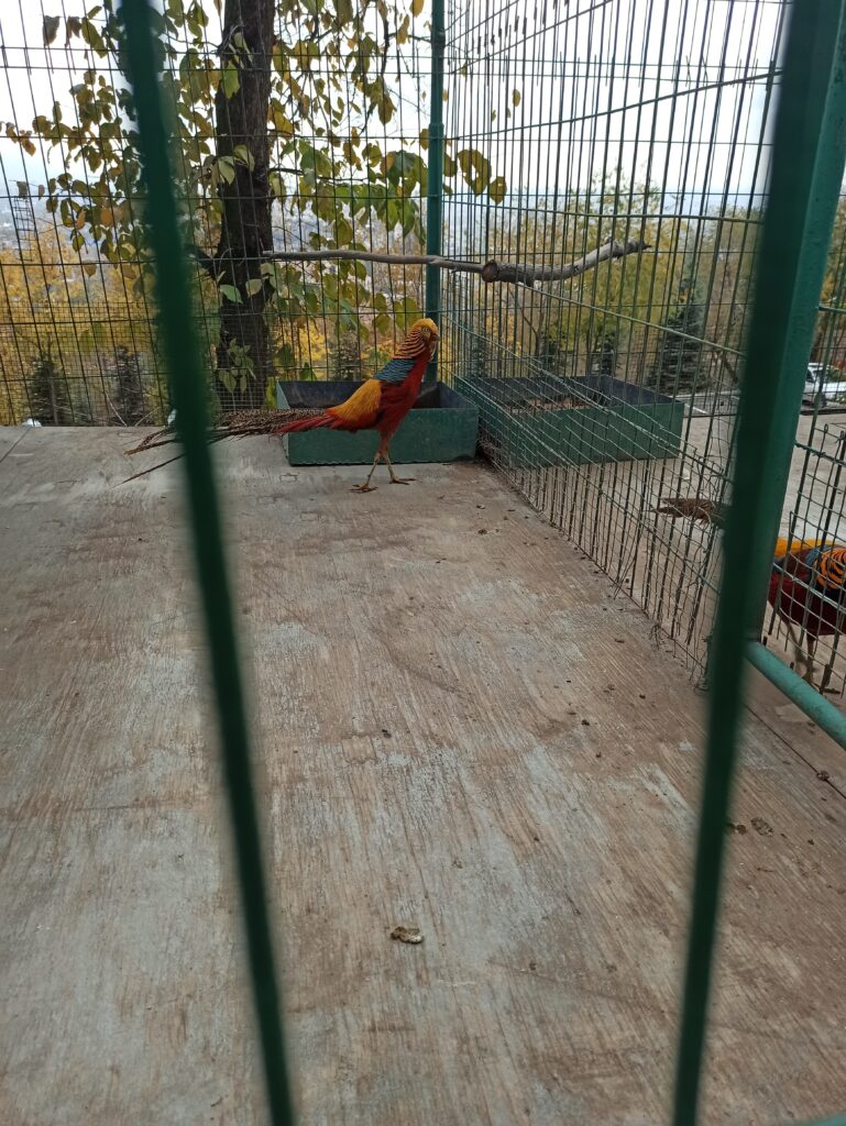 Colorful birds in tiny cages