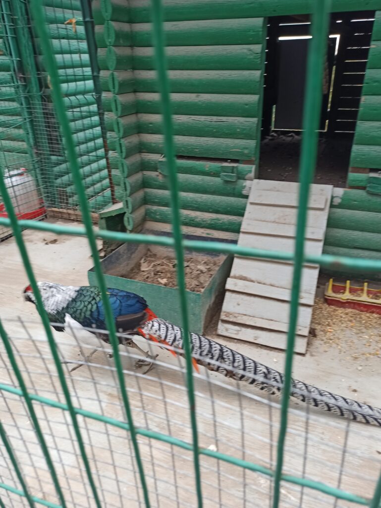 Some sort of peacock, I think