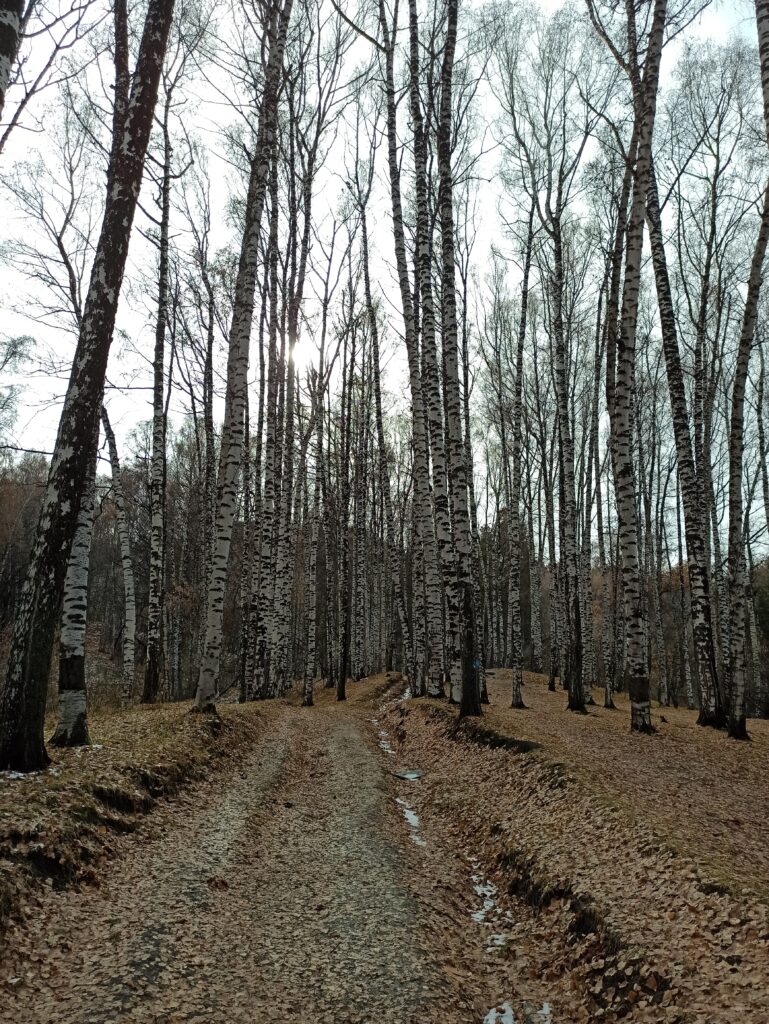 Birch glade- apparently the goddess Umai descended to Earth here, along with two birches